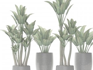 plants collection pot Modelo 3D