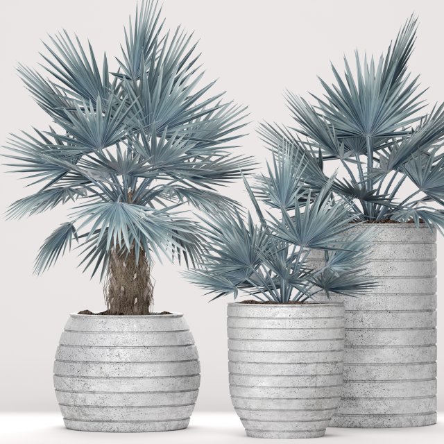 bismarckia nobilis 3Dモデル .c4d .max .obj .3ds .fbx .stl .blend 