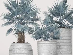 bismarckia nobilis Modello 3D