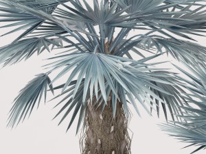 bismarckia nobilis 3Dモデル