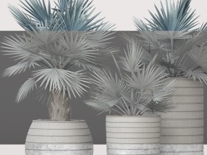 bismarckia nobilis 3Dモデル