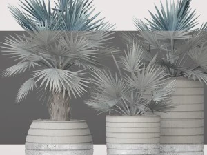 bismarckia nobilis 3D Model