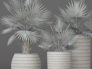 bismarckia nobilis 3Dモデル