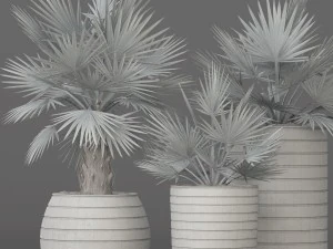 bismarckia nobilis 3D Model