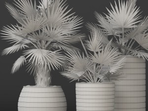 bismarckia nobilis 3Dモデル