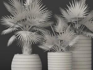 bismarckia nobilis 3D Model