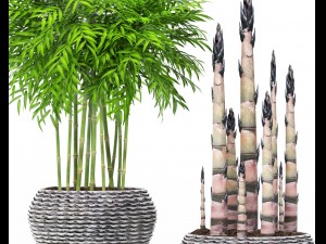 bamboo trees Model 3D