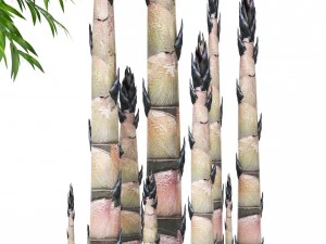 bamboo trees 3D Model