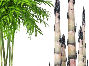 bamboo trees 3D Model