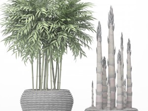 bamboo trees Model 3D
