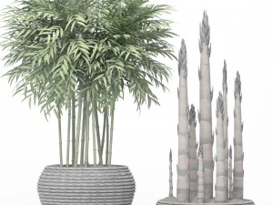 bamboo trees 3D Model