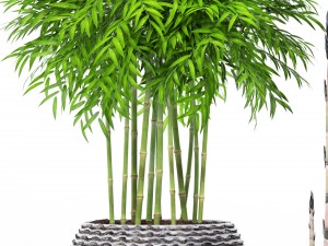 bamboo trees Model 3D