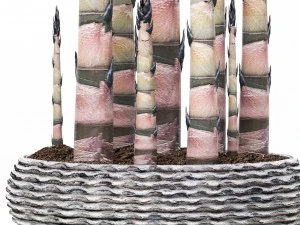 bamboo trees 3D Model
