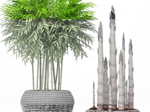 bamboo trees Model 3D