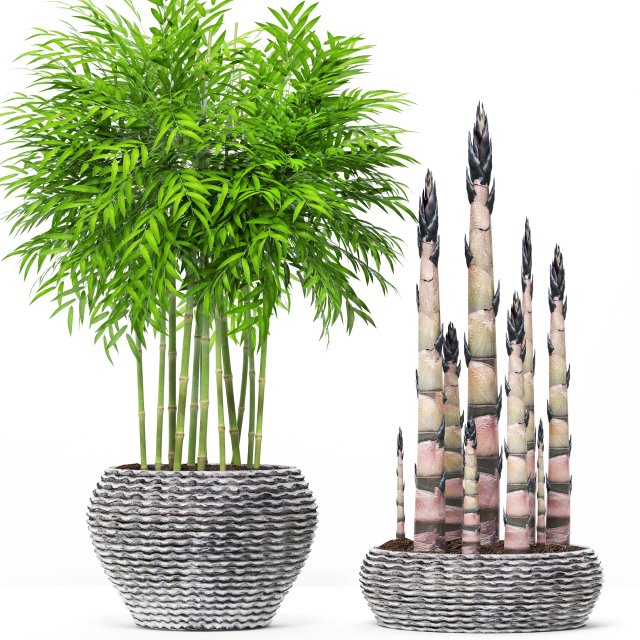 bamboo trees Model 3D .c4d .max .obj .3ds .fbx .stl .blend 