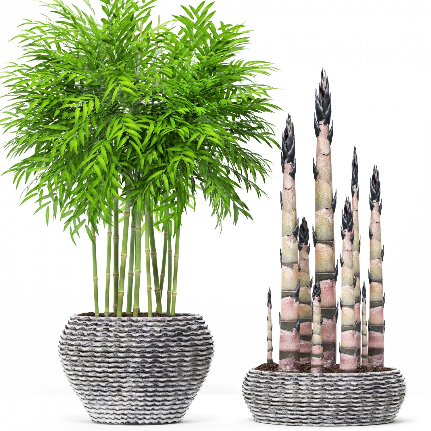 bamboo trees 3D Model .c4d .max .obj .3ds .fbx .stl .blend
