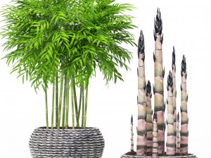 bamboo trees 3D Model