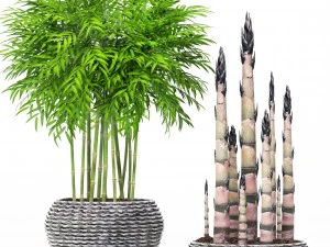 &aacute;rvores de bambu Modelo 3D