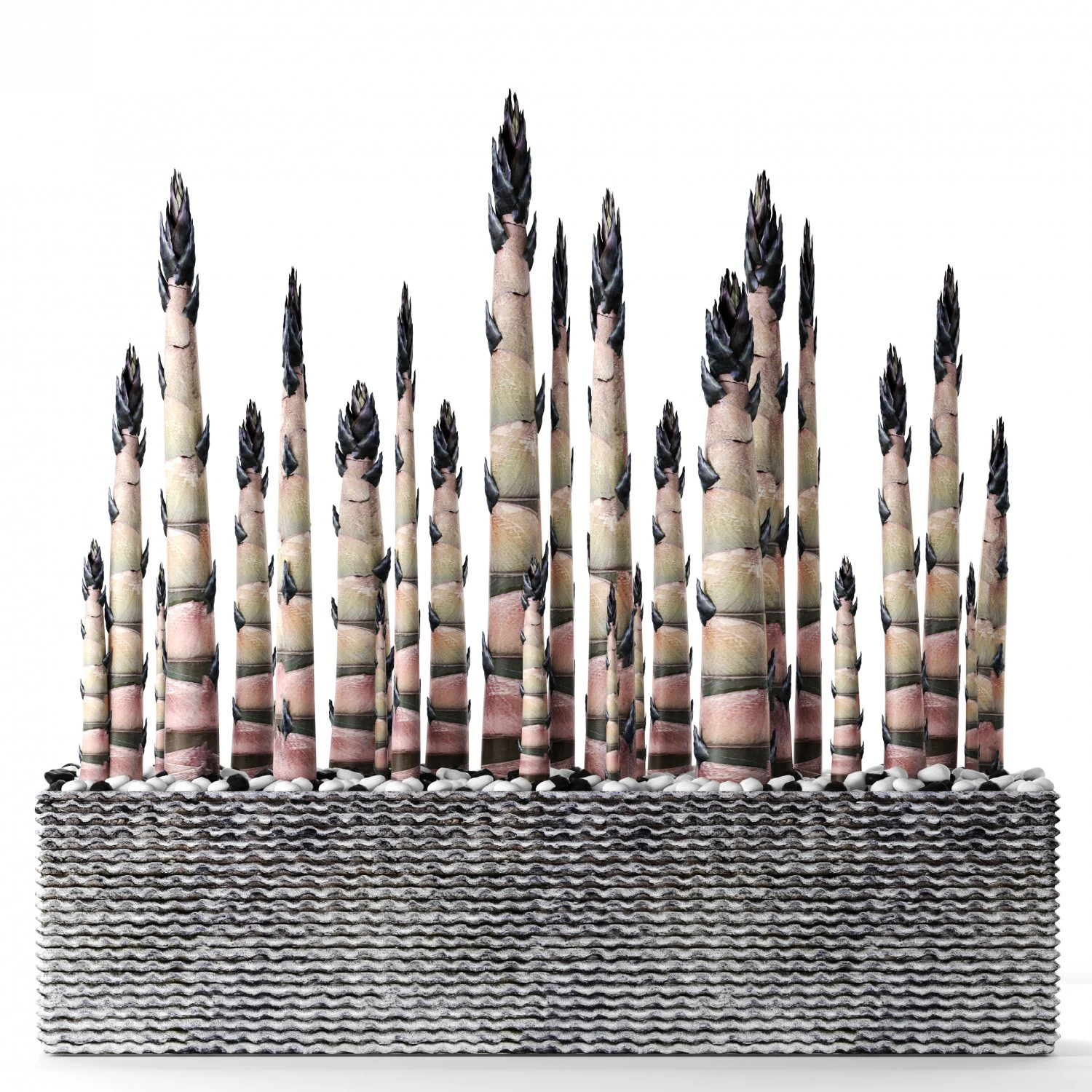 bamboo trees 3D Model .c4d .max .obj .3ds .fbx .stl .blend 