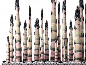 bamboo trees 3D 模型