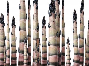 bamboo trees 3D 模型