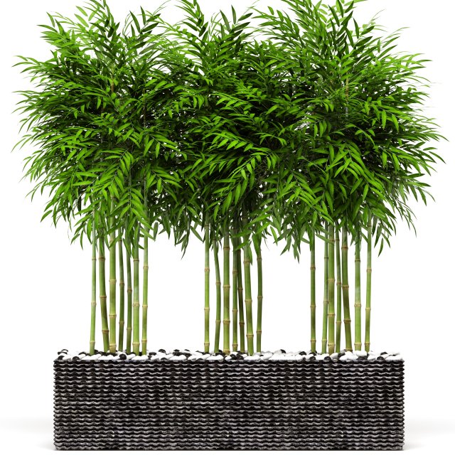 bamboo trees 3D Model .c4d .max .obj .3ds .fbx .stl .blend 