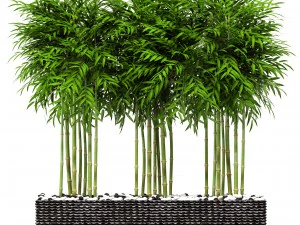 &aacute;rboles de bamb&uacute; Modelo 3D