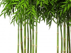 bamboo trees 3D Model