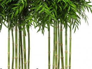 bamboo trees 3D Model