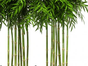 bamboo trees 3D Model