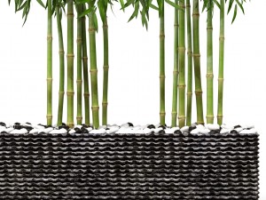 bamboo trees 3D Model