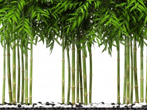 bamboo trees 3D Model