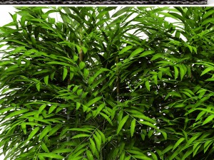 bamboo trees 3D Model