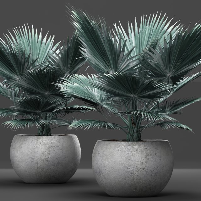 bismarckia nobilis 3D Model .c4d .max .obj .3ds .fbx .stl .blend 