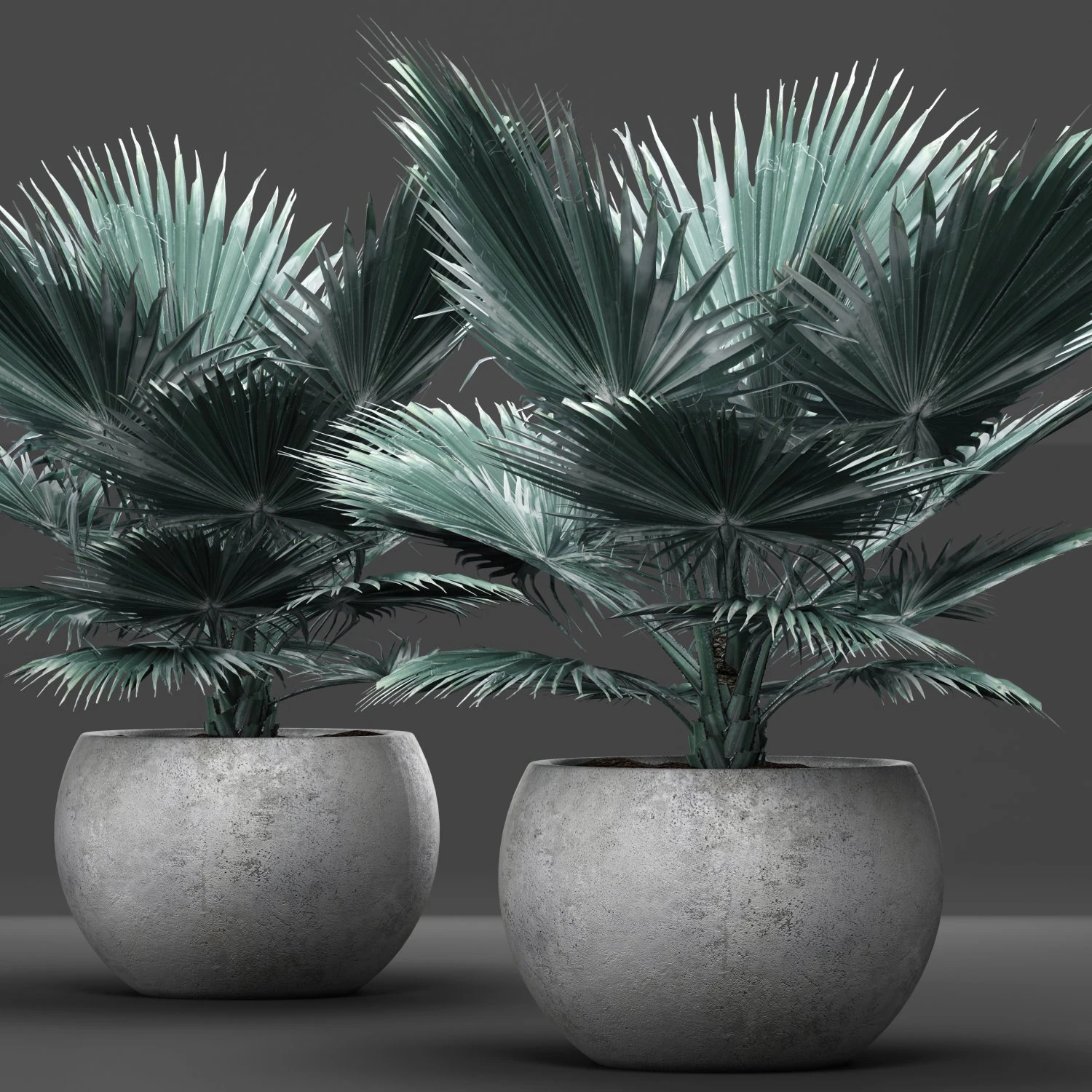 bismarckia nobilis 3D Model .c4d .max .obj .3ds .fbx .stl .blend
