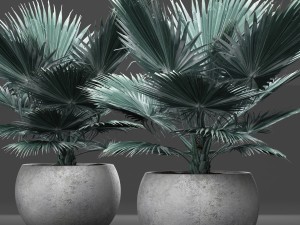 bismarckia nobilis 3D Model