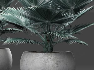 bismarckia nobilis 3D Model