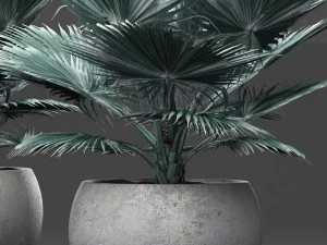 bismarckia nobilis 3D Model