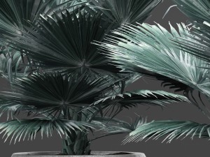 bismarckia nobilis 3D Model
