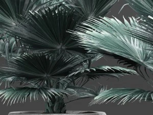 bismarckia nobilis 3D Model