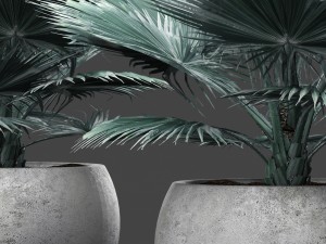 bismarckia nobilis 3D Model