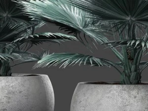 bismarckia nobilis 3D Model