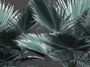 bismarckia nobilis 3D Model