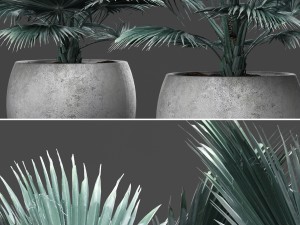 bismarckia nobilis 3D Model