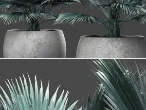 bismarckia nobilis 3D Model