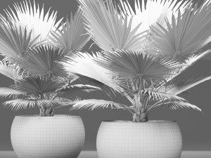 bismarckia nobilis 3D Model