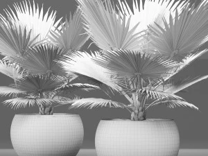 bismarckia nobilis 3D Model