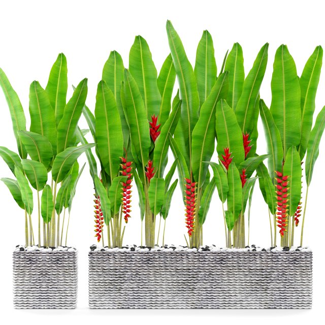 heliconia 3D Model .c4d .max .obj .3ds .fbx .stl .blend 