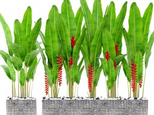 heliconia 3D 모델