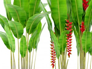 heliconia 3D Model